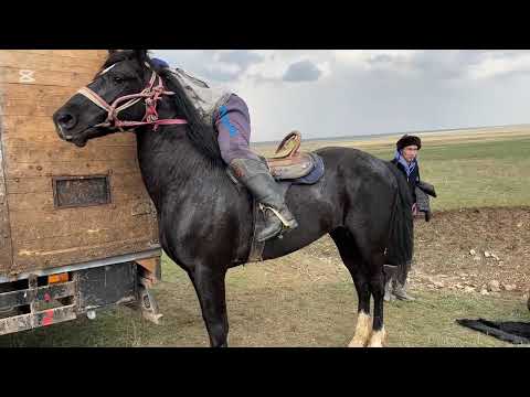 Видео: Жуалы Амангелді ауылы 79 дың көкпары 29.03.25