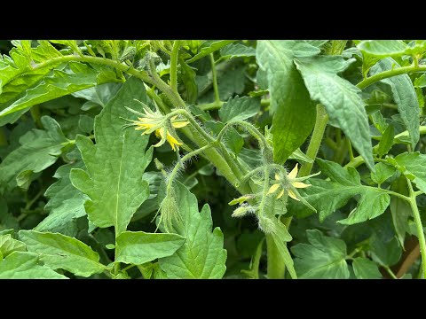Видео: Қызанақ өсіру.