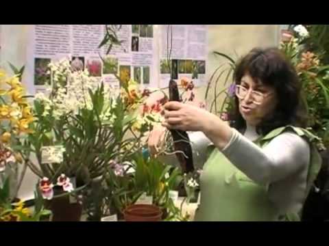 Видео: Пресаждане на орхидеи (4) How to transplant orchids.flv