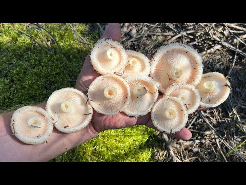 Видео: ГРУЗДИ ПОШЛИ УРААА ! ГРУЗДЬ ВОДНОЗОНАЛЬНЫЙ ! Грибы 2025 !