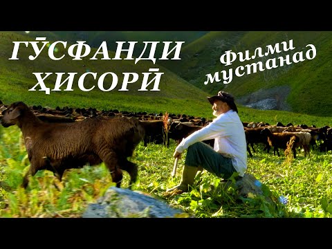 Видео: Филми мустанад. Гӯсфанди зоти Ҳисорӣ. Тоҷикистон. 2021