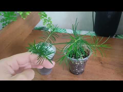 Видео: Хамелациум/Chamelaucium. Ответы на вопросы. Укоренëнные черенки💚🌿