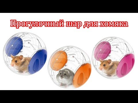 Видео: Чем опасен прогулочный шар для хомяка?
