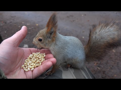 Видео: Кормлю белок. Небольшая зарисовка / I feed the squirrels. A small sketch