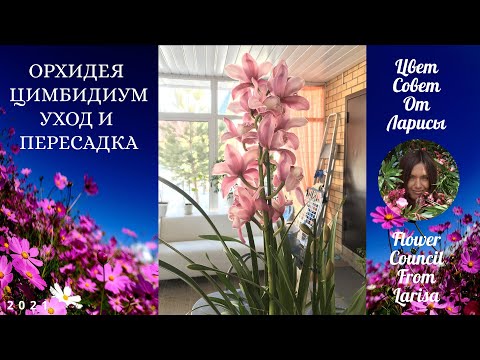 Видео: ОРХИДЕЯ ЦИМБИДИУМ УХОД И ПЕРЕСАДКА