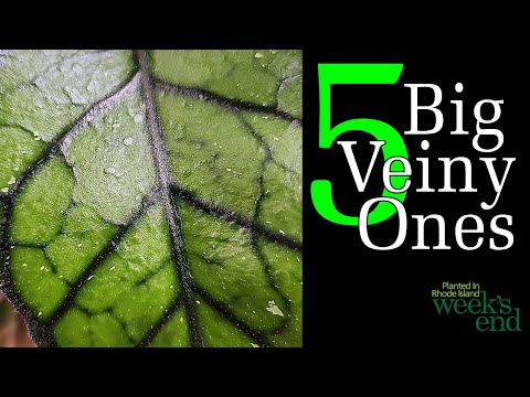 Видео: 5 БОЛЬШИХ ЖИЛИСТЫХ - Finlaysonii leather, Callistophylla leather, Kalimantan sp sp., Globulosa le...