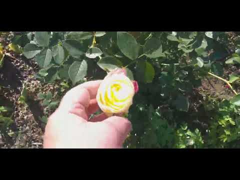 Видео: 10 сентября.Сибирь.Обзор хозяйства.Путевка на 🌈 отменяется.