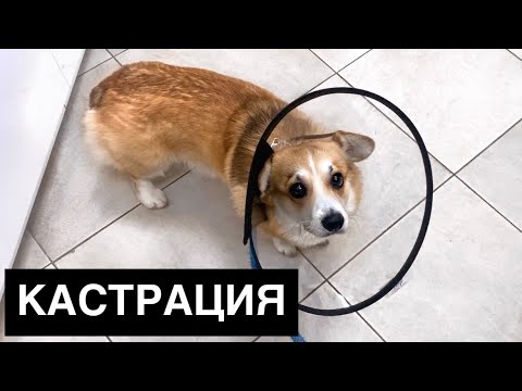 Видео: Кастрация собаки🐶 Как все прошло / VLOG