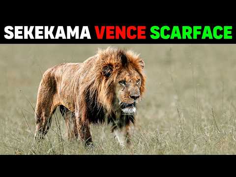 Видео: Лев - SEKEKAMA ПОБЕДИЛ SCARFACE САМЫЙ ИЗВЕСТНЫЙ ЛЕВ В МИРЕ