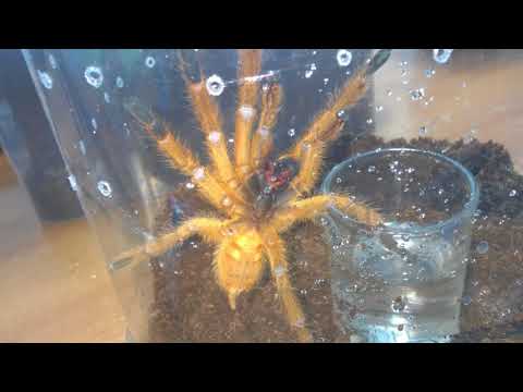 Видео: Описание паука Pterinochilus murinus