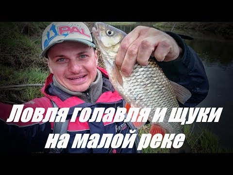 Видео: Ловля голавля и щуки на малой реке