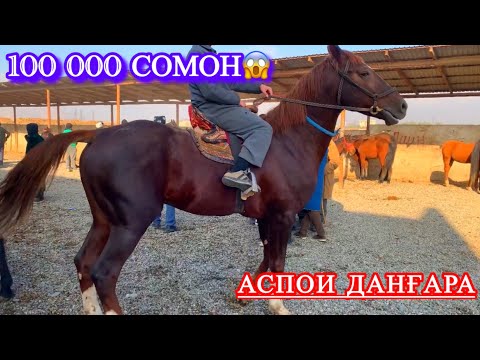 Видео: Асп бозори Душанбе (Ленский район). Аспо бозора девона Кадан😱👉🏻СРОЧНА БИНЕН!