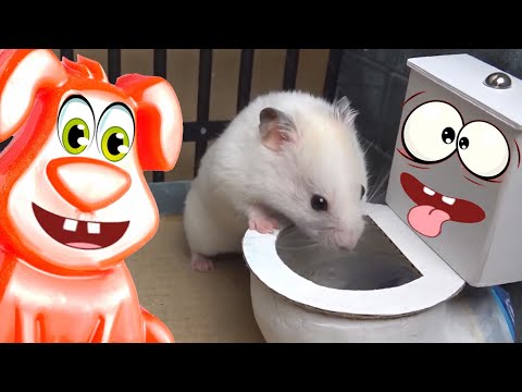 Видео: Что хомяк нашёл в унитазе? Желейный Стасик умирает со смеху.