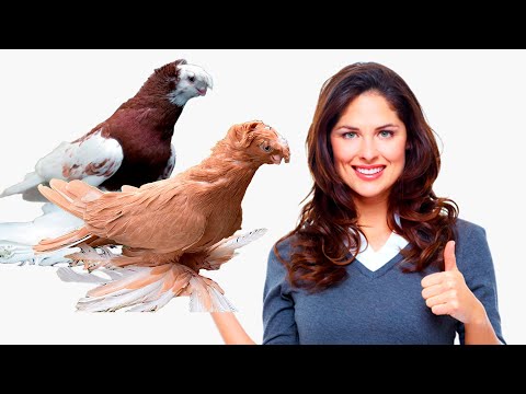 Видео: 1000 Людей Видят Впервые! Двухчубые голуби. Tauben. Pigeons. Palomas. Pombos. 비둘기.