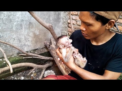 Видео: ШУМНЫЙ МАЛЕНЬКИЙ МОНСТР! ДЖЕННИ — ДИКАЯ ОБЕЗЬЯНА
