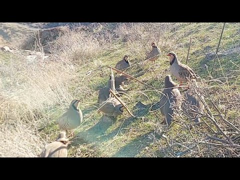 Видео: охота на куропатку \ türkiyede keklik avı \ صيد الحجل في تركيا  \цацагт хяруул дахь ятуу агнуур