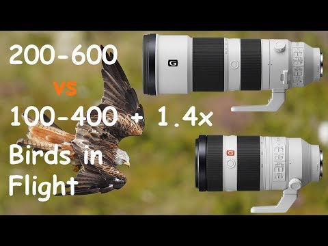 Видео: Sony 200-600 против 100-400 + 1.4x Birds in Flight (Sony a7III)