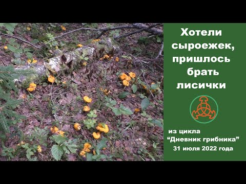 Видео: Хотели сыроежек, пришлось брать лисички! Дневник грибника 31 июля 2022 года.