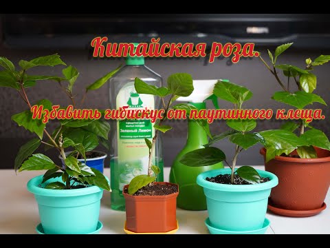 Видео: Китайская роза. Избавить гибискус от паутинного клеща.