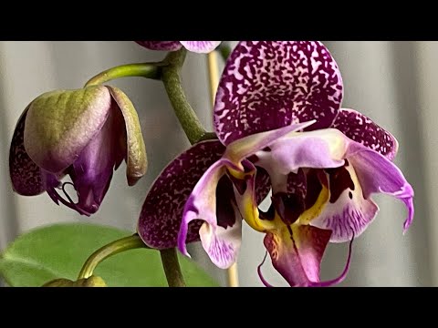 Видео: Как по бутонам определить пелоричность. Бабочка, пелор или трилипс 🦋🦋🦋