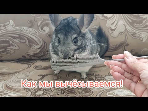 Видео: Линька у шиншилл. Как мы вычёсываемся ...