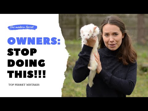 Видео: Ошибки, которые совершают новые владельцы хорьков: обновлённый список 10 самых распространенных о...