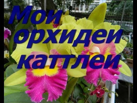 Видео: Орхидеи Каттлеи.Уход. Потери. Результат.