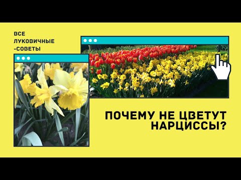 Видео: Почему не цветут нарциссы 🌼 СОВЕТЫ ДЛЯ ЛУКОВИЧНЫХ