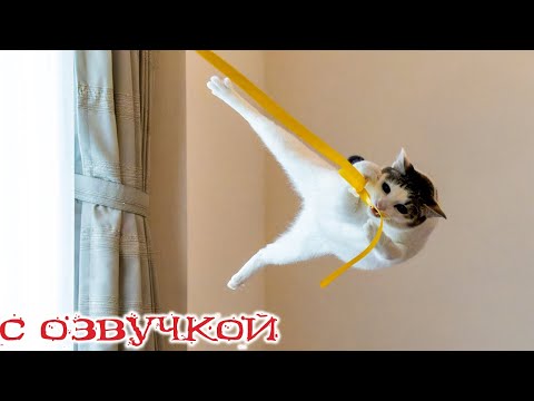 Видео: Приколы с котами! Самые смешные животные! С озвучкой! до слёз!