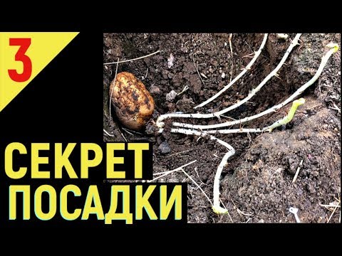 Видео: ВЫРАЩИВАНИЕ КАРТОФЕЛЯ от А до Я Посадка картофеля часть3