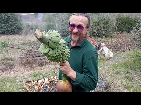 Видео: На весну в Абхазию, день 111. Я снова в Парнауте!