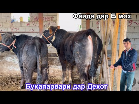 Видео: Букапарвари дар Кишлок, Фоидаи 6 моха Бинед чикадар шуд,  4 апреля 2025 г.