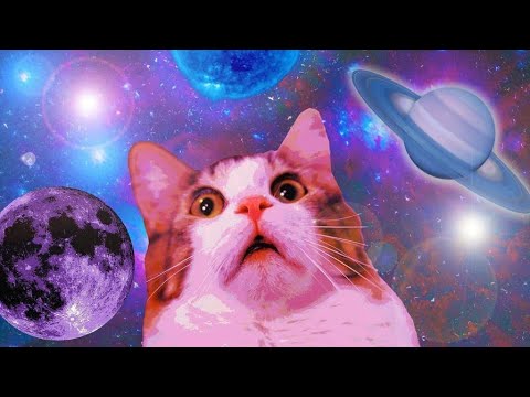 Видео: В Корень зрит - кото-кіт...