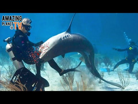 Видео: ТОП 10 НАПАДЕНИЙ АКУЛ НА ЛЮДЕЙ - 2022. Top 10 shark attacks on people