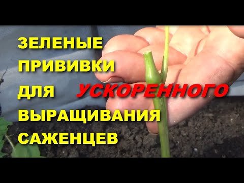 Видео: ПРИВИВКА ВИНОГРАДА ДЛЯ УСКОРЕННОГО ВЫРАЩИВАНИЯ САЖЕНЦЕВ