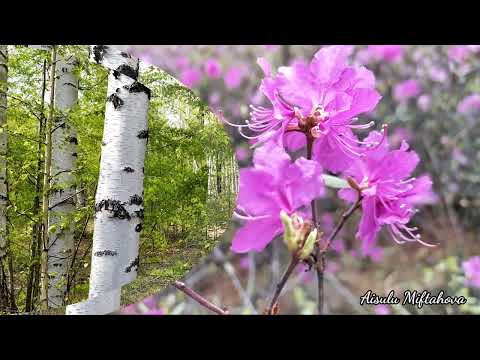 Видео: Видеорелакс.Багульниковый рай.  Берег реки ТЫЯ. #релакс