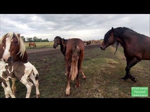 Видео: Табунное коневодство.|Ожеребилась Зорька🐎