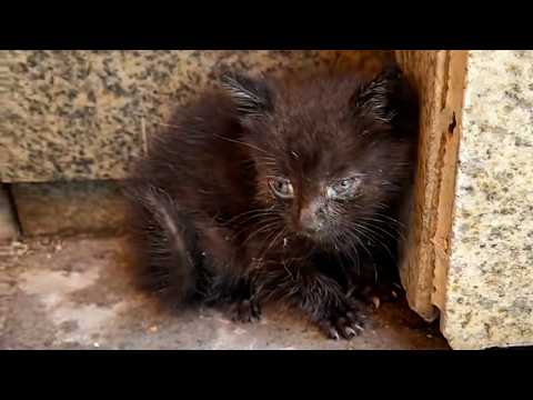 Видео: «Я так хочу пить. Не могли бы вы мне помочь?»