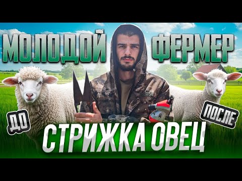 Видео: СТРИЖКА ОВЕЦ ; СТРИГАЛЬНОЙ МАШИНКОЙ И НОЖНИЦАМИ