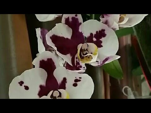 Видео: омоложение старой ОРХИДЕИ..пересадка пенька..16.03.2020.