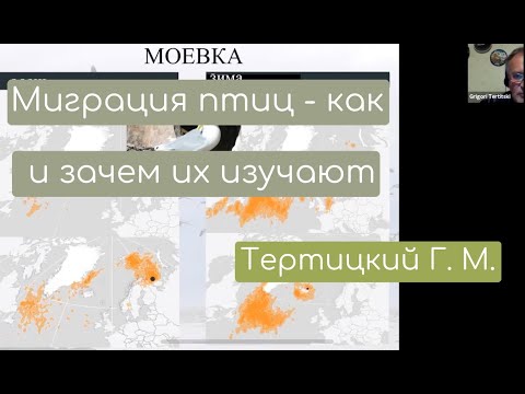 Видео: Миграции птиц: как и зачем их изучают. Тертицкий Г.М., к.г.н.