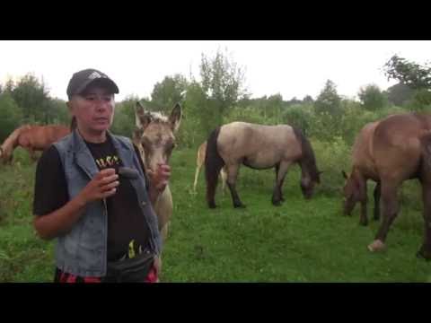 Видео: Выбор тяжеловозной лошади. На что обратить внимание.