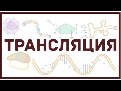 Видео: Трансляция РНК | синтез белка, биология и физиология клетки