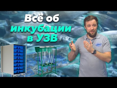 Видео: Как ИНКУБИРУЕТСЯ ИКРА на рыбоводной ФЕРМЕ УЗВ? | Все об ИНКУБАЦИИ видов рыб ВЫРАЩИВАЕМЫХ в УЗВ