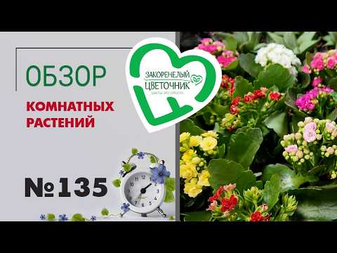 Видео: Обзор растений к 1 сентября: цикламены, каланхоэ, орхидеи фаленопсис, антуриумы, азалии. №135