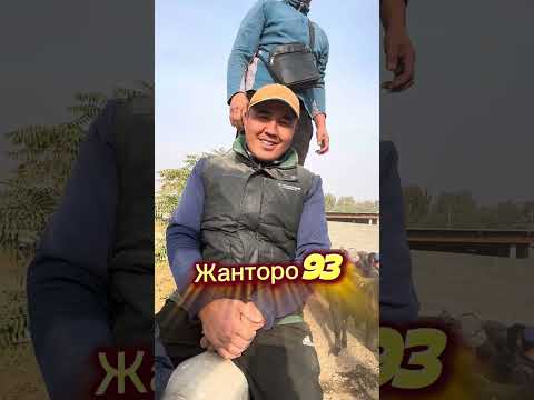 Видео: Акбата жылкы базары 22 октября 2025 г.