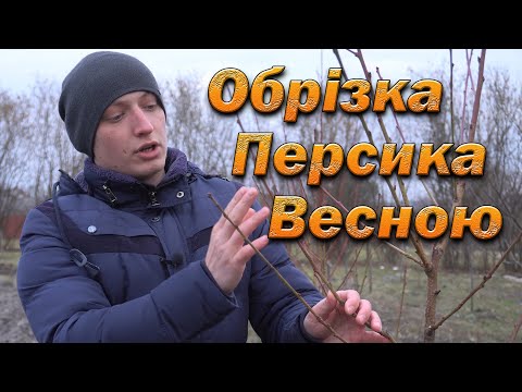 Видео: Обрезка персика. Обрезка одно и двухлетних саженцев персика перед сокодвижением. СУБТИТРЬІ