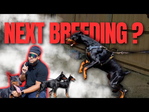 Видео: Наше РАЗВЕДЕНИЕ МЕЧТЫ наконец-то осуществилось!