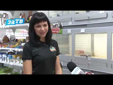 Видео: Планета ZOO//Дегу или чилийские белки, самая важная информация.