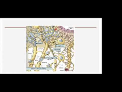 Видео: Утомление и восстановление при спорт деятельности / Fatigue and recovery during sports activities.